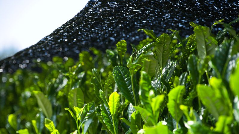 Foto_farm2